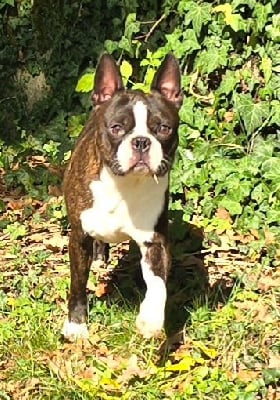 Étalon Boston Terrier - Sunny Des Hauts Vallons Isérois