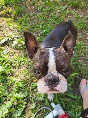 Étalon Boston Terrier - Utopia de la butte aux renards d'Elladuchien