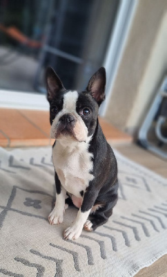 Étalon Boston Terrier - Ventoline du lina Des Brumes Du Luberon