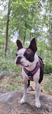 Étalon Boston Terrier - Mavikaflo's Universe yumi