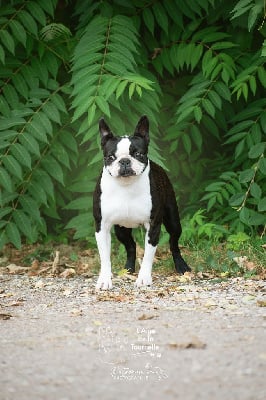 Étalon Boston Terrier - Sandy Fabien de jye