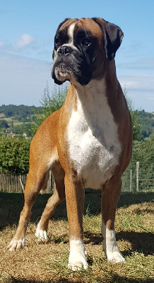 Étalon Boxer - Syrina Du Domaine De Valny