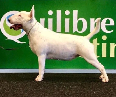 Étalon Bull Terrier - Les sens Daika Océane