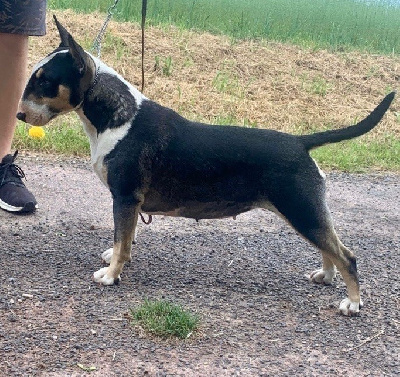 Étalon Bull Terrier - Les sens Daika Swanie