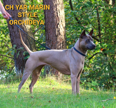 Étalon Bull Terrier - CH. yar marin style Orchideya