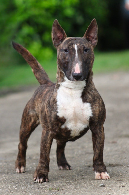 Étalon Bull Terrier Miniature - Une pocket Du Domaine Des Démons Bretons