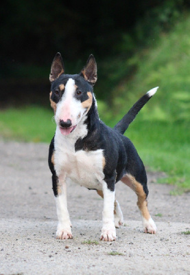 Étalon Bull Terrier Miniature - Une prada Du Domaine Des Démons Bretons