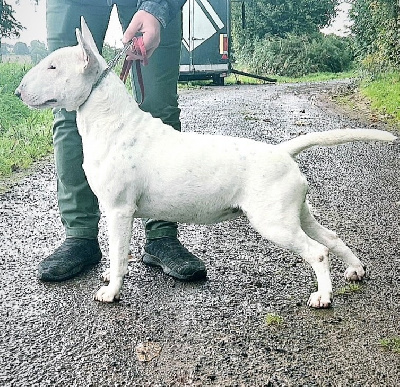 Étalon Bull Terrier - Les sens Daika Unité cécé