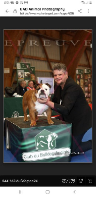 Étalon Bulldog Anglais - Ravèn Des Pattes Rouges