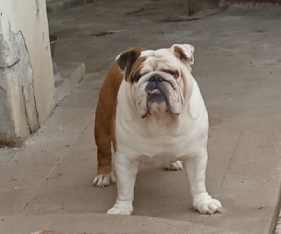 Étalon Bulldog Anglais - Opalys Bulls Petit lu