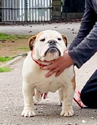 Étalon Bulldog Anglais - Krysbull Vandalia dorwood