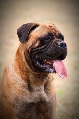 Étalon Bullmastiff - Notorious Biggie Bull T'bullma