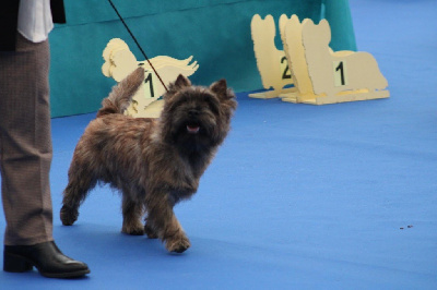 Étalon Cairn Terrier - Umalas-bali Des Terres De Cérès