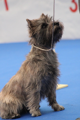 Étalon Cairn Terrier - Velma von-bon-bon Ti Glaz Mor