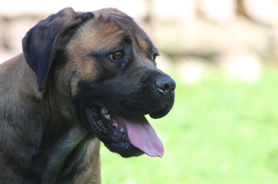 Étalon Cane Corso - Toscane de Genevayse