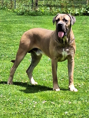 Étalon Cane Corso - CH. Tempo de Genevayse