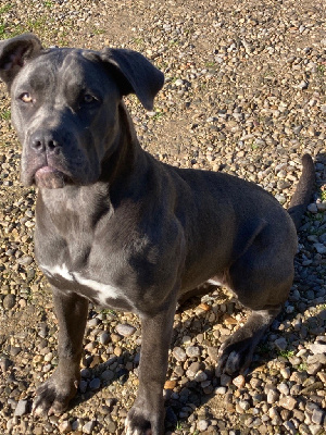 Étalon Cane Corso - Tara De Saint Conti