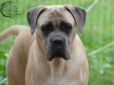 Étalon Cane Corso - Unna Des Gardiens De Cebenna