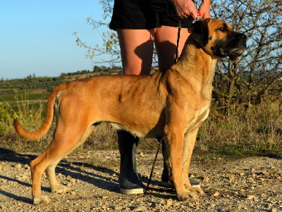 Étalon Cane Corso - La Grazia Di Dio Halaska