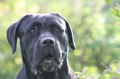 Étalon Cane Corso - Tina turner de Genevayse