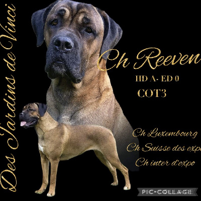 Étalon Cane Corso - CH. Reeven Des Jardins De Vinci