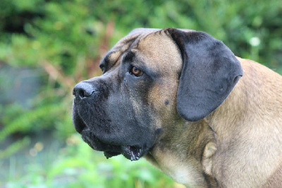 Étalon Cane Corso - Tango de Genevayse