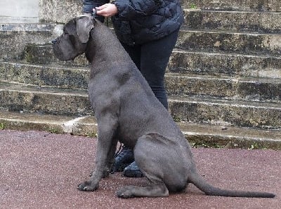 Étalon Cane Corso - perla del parma Prestige