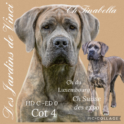 Étalon Cane Corso - CH. Tinabella Des Jardins De Vinci