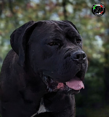 Étalon Cane Corso - Treize De la Treizieme Legion