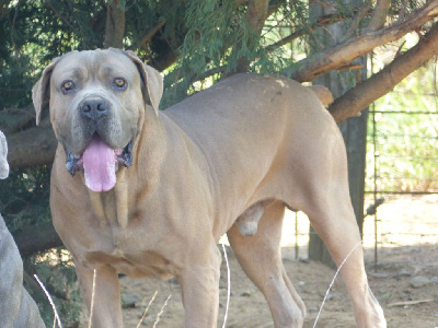 Étalon Cane Corso - Orman du clan des molosses