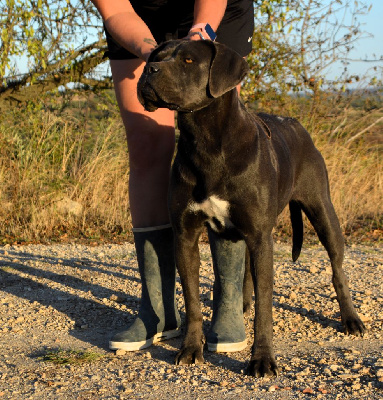 Étalon Cane Corso - Orev D'Urkya Sienna aka giulia