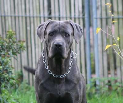 Étalon Cane Corso - T'che de Genevayse