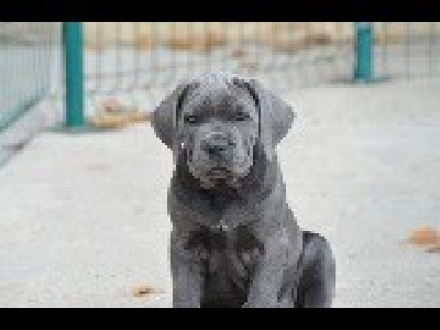 Étalon Cane Corso - Viana De La Tour Du Mont D'Or