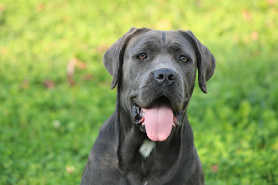 Étalon Cane Corso - Topaze de Genevayse