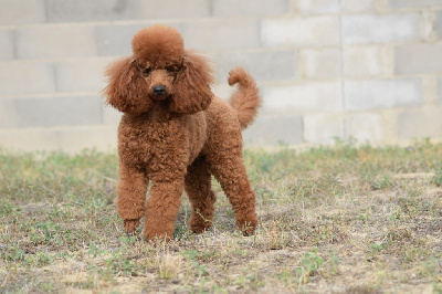 Étalon Caniche - Ultime wild red poodle Del rey rakashi