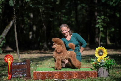 Étalon Caniche - CH. Ulysse golden boy du royaume de ma galatée