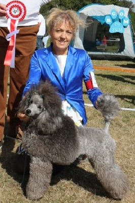 Étalon Caniche - CH. Un yellowstone cowboy The beautiful grey of marysa