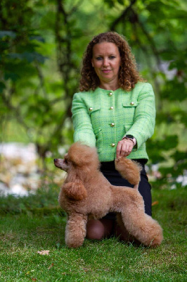 Étalon Caniche - CH. Scarlett o hara de la Cascade Saint Nicolas