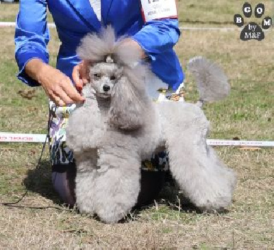 Étalon Caniche - CH. Taylor swift The beautiful grey of marysa