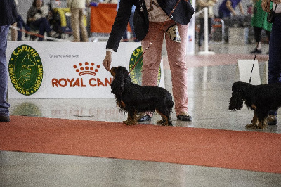 Étalon Cavalier King Charles Spaniel - Ushuaïa city Du Mont Des Crocs Blancs