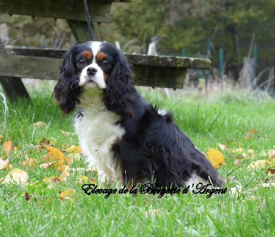 Étalon Cavalier King Charles Spaniel - Toscane de la bergerie d'argent