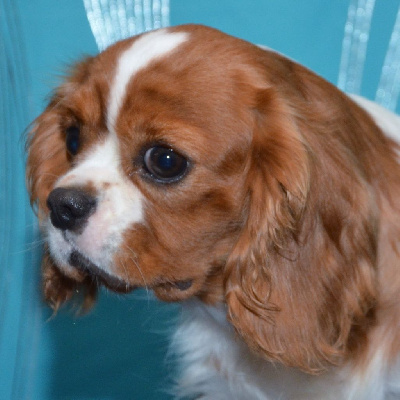 Étalon Cavalier King Charles Spaniel - Uthalia du hameau des bergers