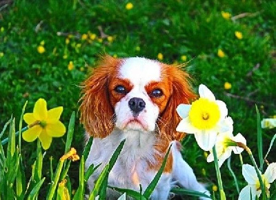 Étalon Cavalier King Charles Spaniel - Rebelle Du Domaine Des Coeurs Blancs