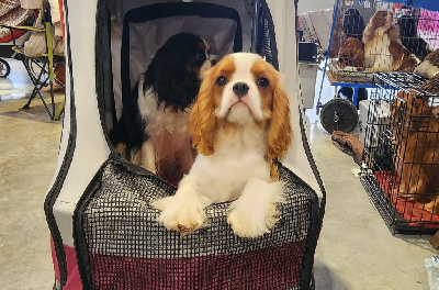 Étalon Cavalier King Charles Spaniel - Vittorio De la geode