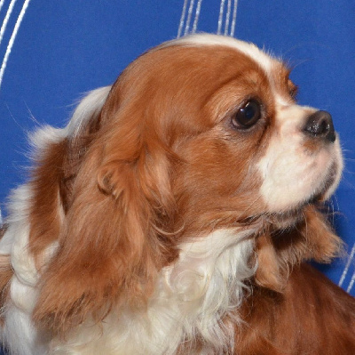 Étalon Cavalier King Charles Spaniel - Texane de la Vallée d'Alina