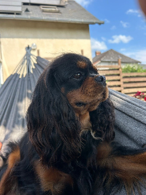 Étalon Cavalier King Charles Spaniel - Ushuaia Des Grands Reves Du Sud