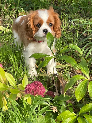 Étalon Cavalier King Charles Spaniel - Valéria De Toucy Blue