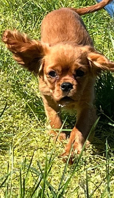 Étalon Cavalier King Charles Spaniel - Ultra chic du mont d'amour