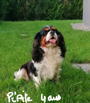 Étalon Cavalier King Charles Spaniel - Pepite (Sans Affixe)