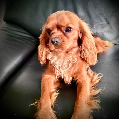 Étalon Cavalier King Charles Spaniel - Ugo boss de la Vallée des Corbeaux